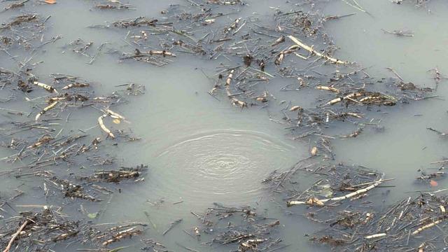 Önce Sapanca şimdi Efteni! Garip kabarcıklar kafaları karıştırdı: "Hiç böyle bir şey görmedik, şaşkınız" 3