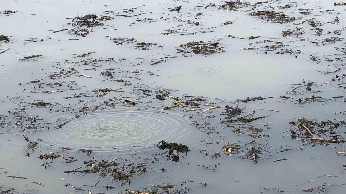 Önce Sapanca şimdi Efteni! Garip kabarcıklar kafaları karıştırdı: "Hiç böyle bir şey görmedik, şaşkınız" - Güncel Haberler