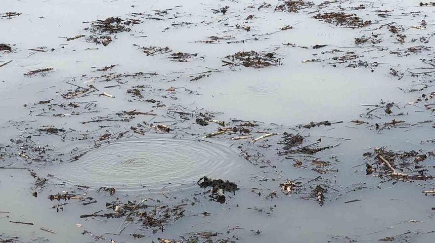 &Ouml;nce Sapanca şimdi Efteni! Garip kabarcıklar kafaları karıştırdı: "Hi&ccedil; b&ouml;yle bir şey g&ouml;rmedik, şaşkınız"