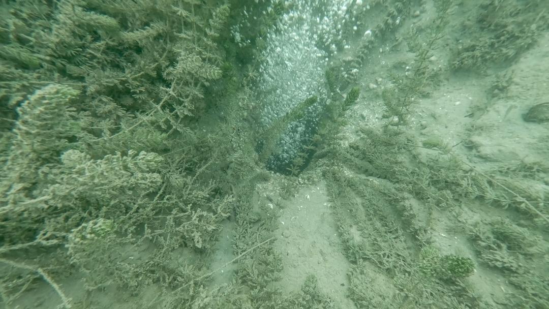 Önce Sapanca şimdi Efteni! Garip kabarcıklar kafaları karıştırdı: "Hiç böyle bir şey görmedik, şaşkınız" 4