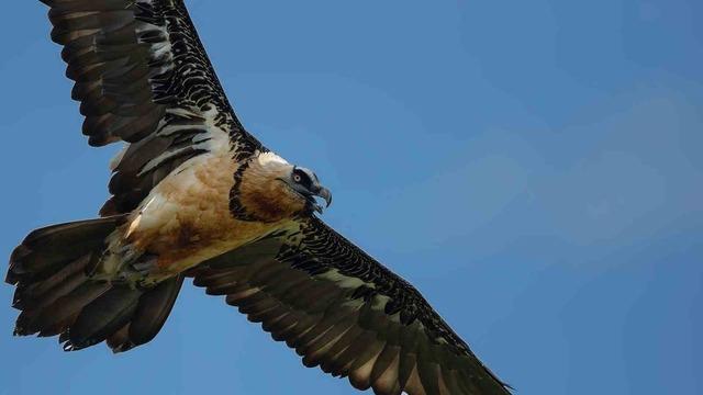 Dünyada sadece 3 yerde görülen doğa olayı: Akbabaların yiyecek döngüsü 3