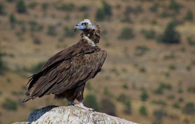 Dünyada sadece 3 yerde görülen doğa olayı: Akbabaların yiyecek döngüsü 2