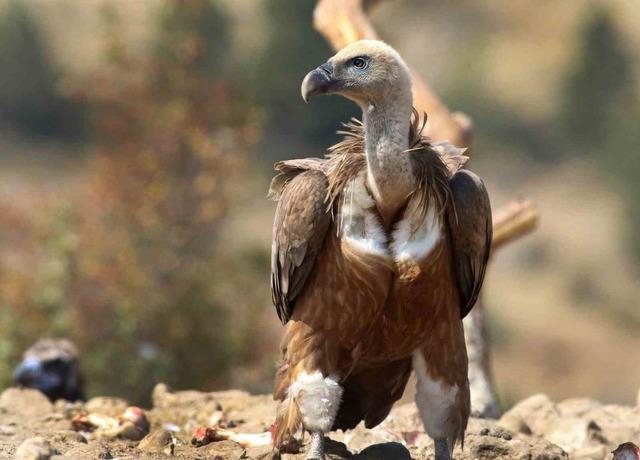 Dünyada sadece 3 yerde görülen doğa olayı: Akbabaların yiyecek döngüsü 1