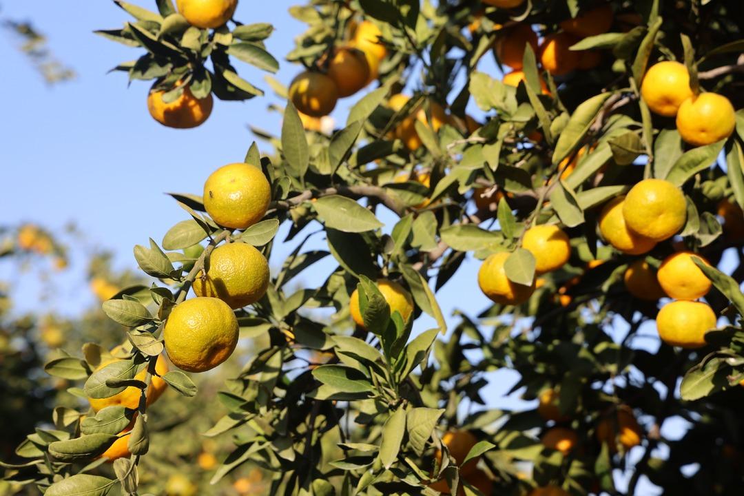 Fiyatı 2 TL ye düştü ücretsiz verdiler Marketlerde 30 TL 2