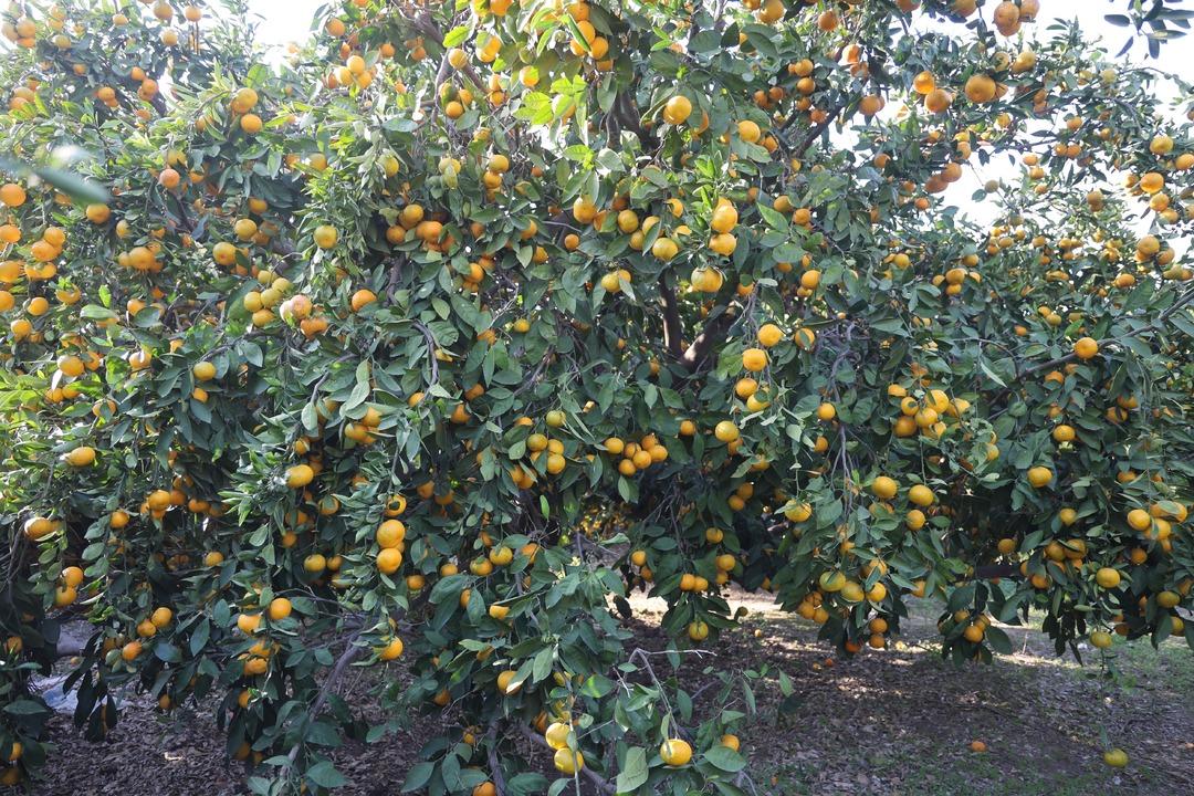 Fiyatı 2 TL ye düştü ücretsiz verdiler  Marketlerde 30 TL  7