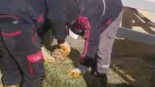 TJK Şanlıurfa Hara ve Aşım İstasyonu’nda skandal görüntüler