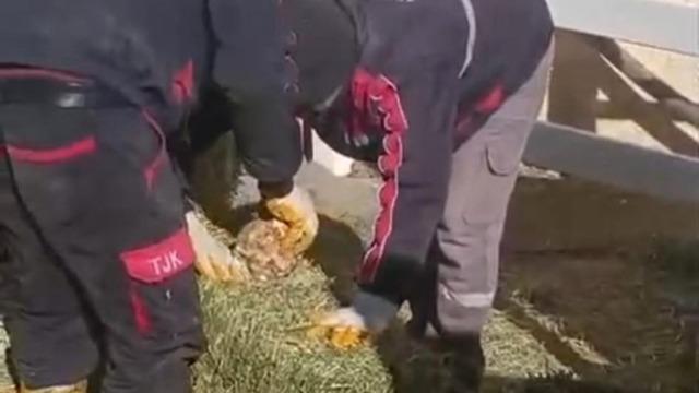 TJK Şanlıurfa Hara ve Aşım İstasyonu’nda skandal görüntüler