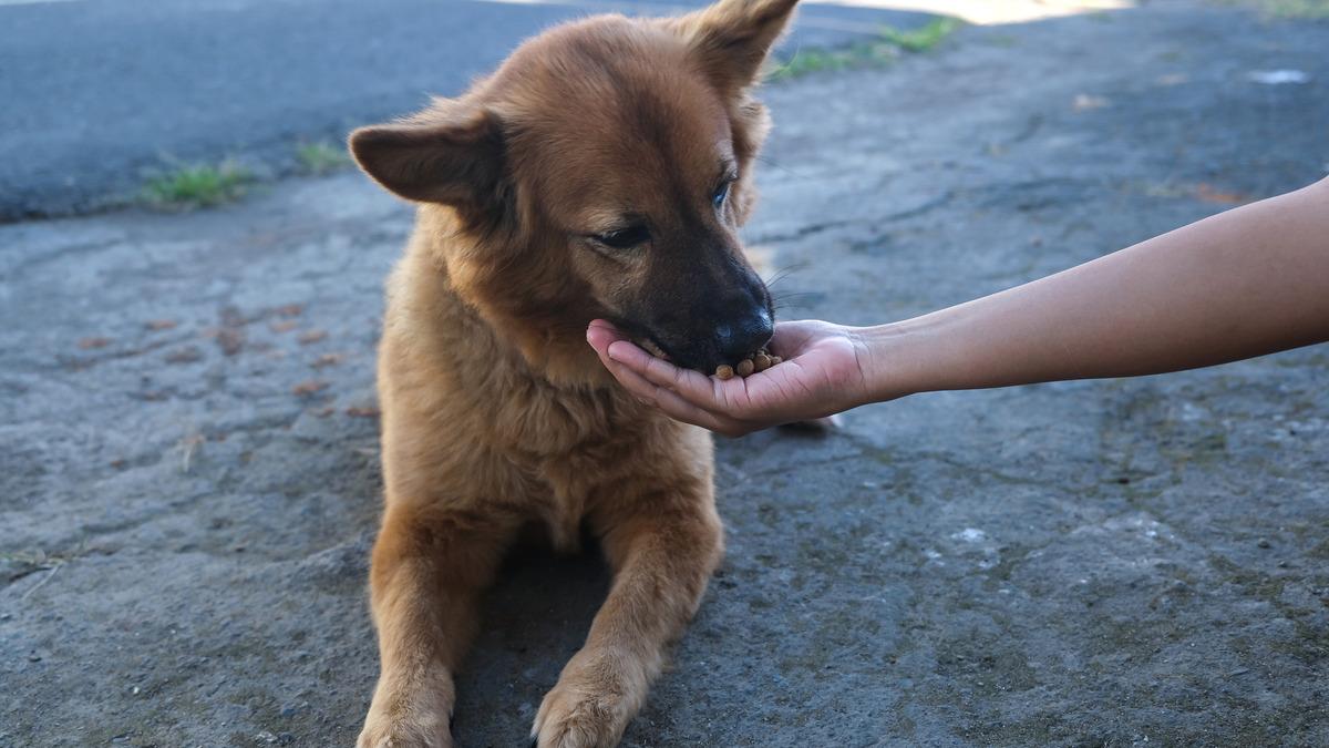 Son dakika | İstanbul'da buna müsaade edilmeyecek! Sokak köpekleri için yeni dönem - Güncel Haberler