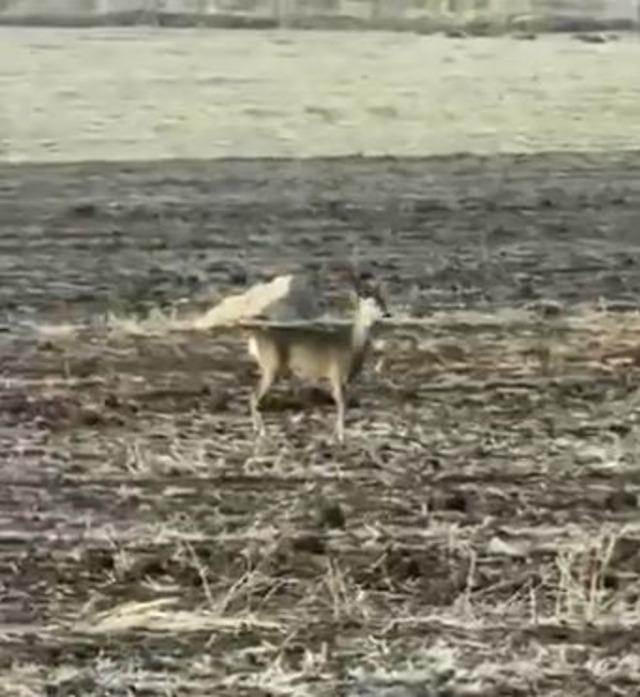 Yolunu şaşıran karaca bozkırın ortasında görüntülendi 1