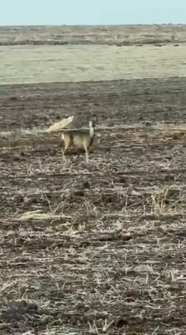 Yolunu şaşıran karaca bozkırın ortasında görüntülendi 2