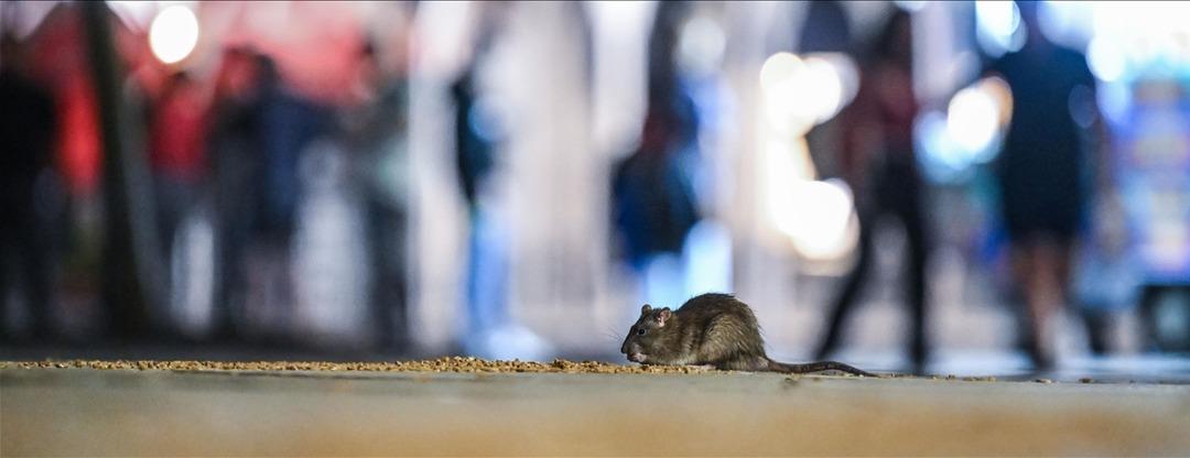 Son dakika | İstanbul da buna müsaade edilmeyecek! Sokak köpekleri için yeni dönem 4