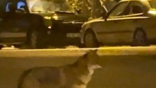 Mahallede yiyecek arayan tilki kamerada