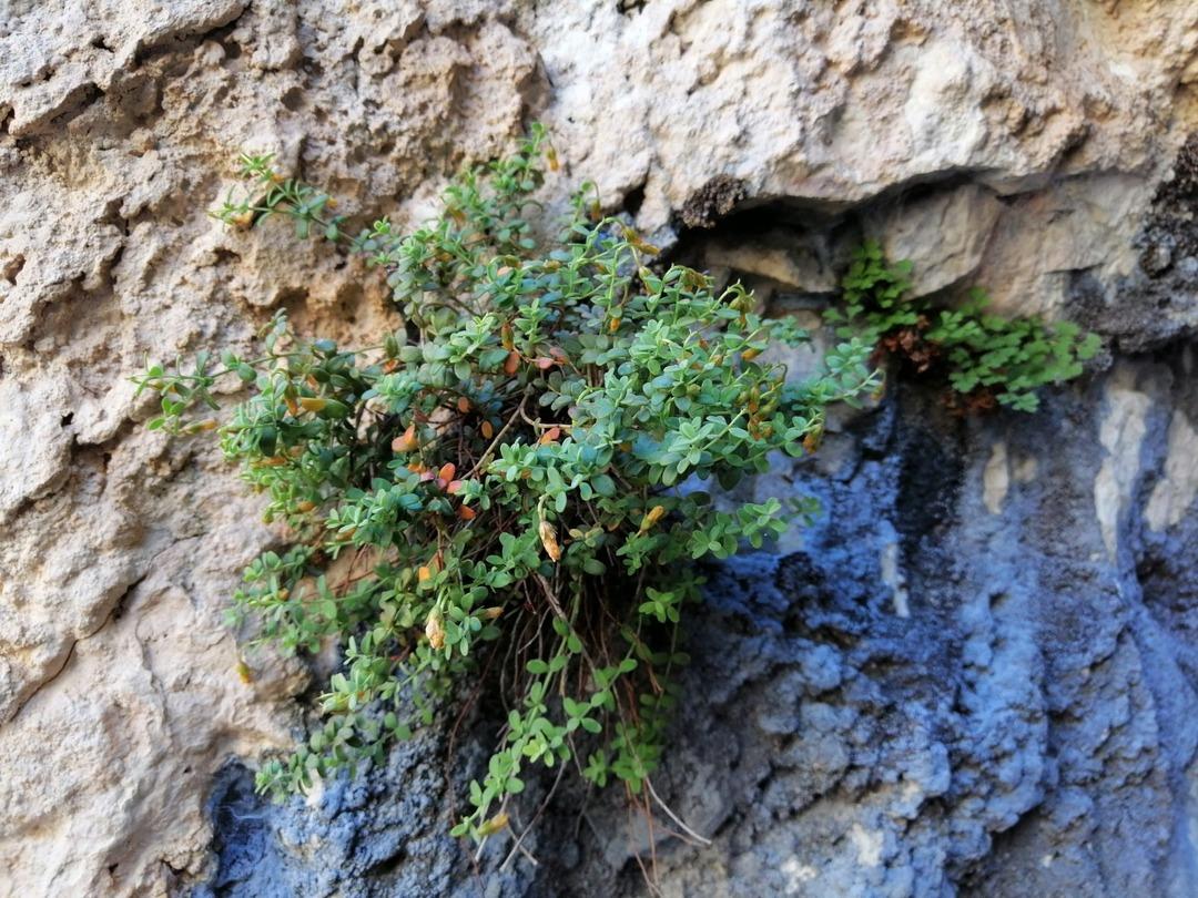 Bu bitki sarı kantarondan daha etkili: "Doğal ila&ccedil;, gıda takviyesi olarak kullanılabilir" 1