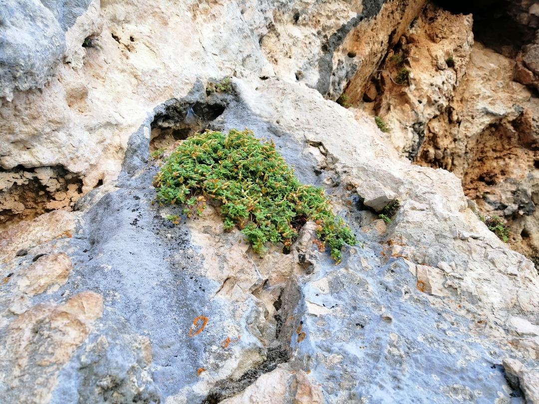 Bu bitki sarı kantarondan daha etkili: "Doğal ila&ccedil;, gıda takviyesi olarak kullanılabilir" 2