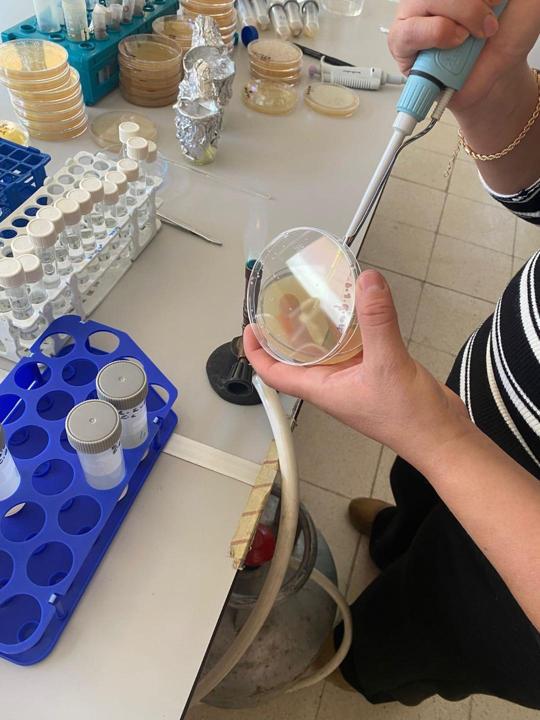 Bu bitki sarı kantarondan daha etkili: "Doğal ila&ccedil;, gıda takviyesi olarak kullanılabilir" 4