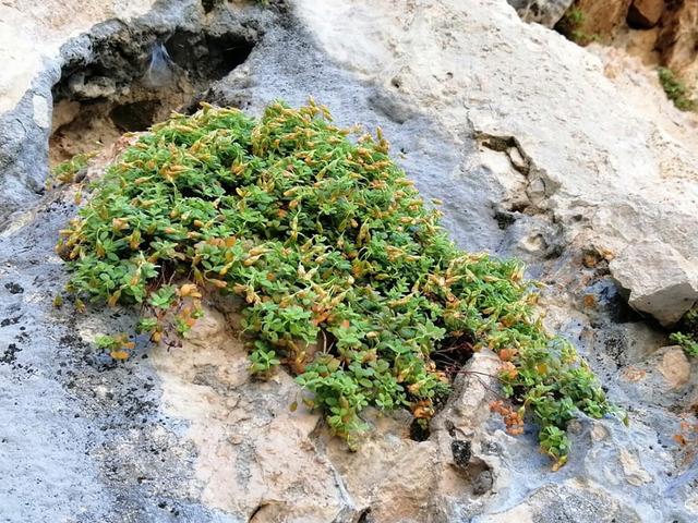 Bu bitki sarı kantarondan daha etkili: "Doğal ilaç, gıda takviyesi olarak kullanılabilir"