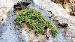 Bu bitki sarı kantarondan daha etkili: Doğal ilaç, gıda takviyesi olarak kullanılabilir