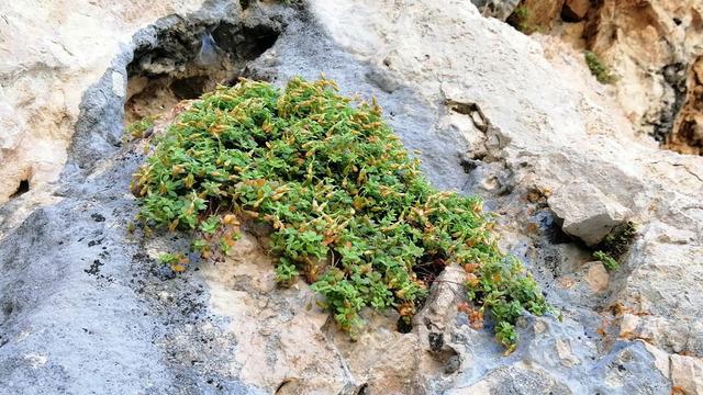 Bu bitki sarı kantarondan daha etkili: Doğal ilaç, gıda takviyesi olarak kullanılabilir