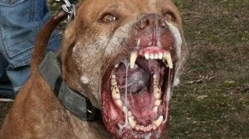 Zincirini koparan pitbull dehşet sa&ccedil;tı