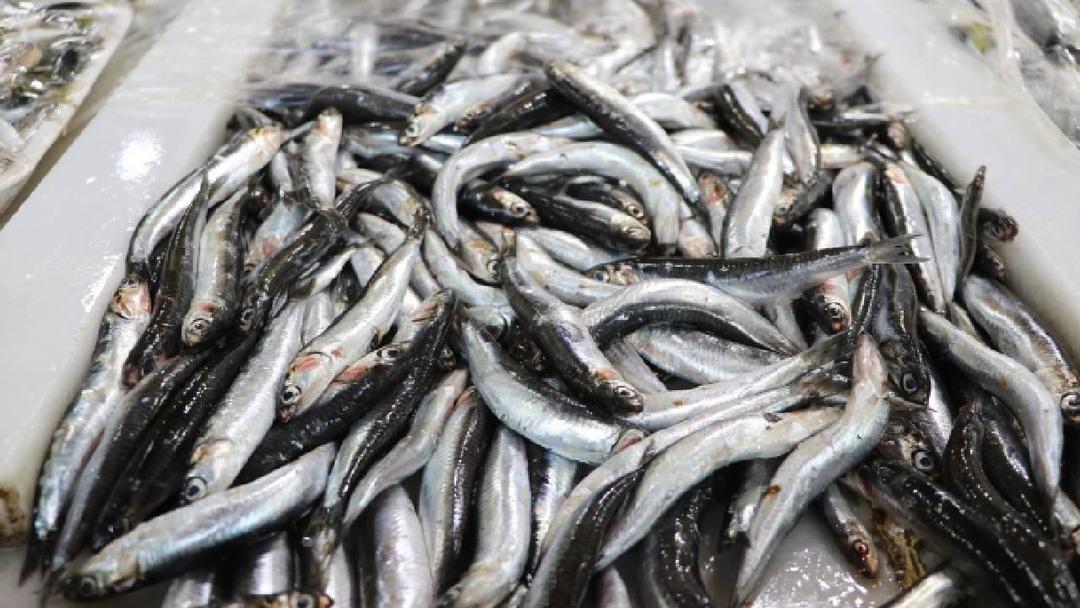Türkiye den 13 milyon dolara yakın hamsi ihracatı 1