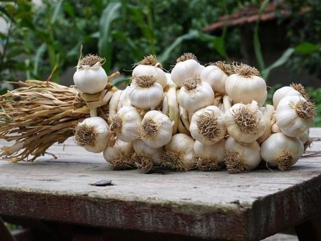 Bir diş Taşköprü sarımsağının vücuduna kazandıracağı 9 süper güç