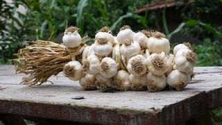 Bir diş Taşköprü sarımsağının vücuduna kazandıracağı 9 süper güç