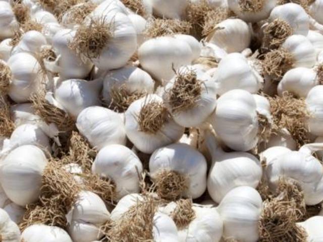 Meşhur olmak kolay değil: Taşköprü sarımsağı bu ünü nasıl kazandı?