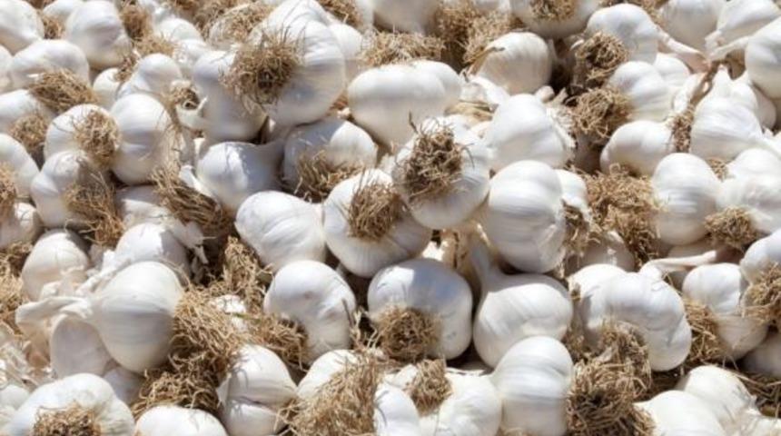 Meşhur olmak kolay değil: Taşk&ouml;pr&uuml; sarımsağı bu &uuml;n&uuml; nasıl kazandı?