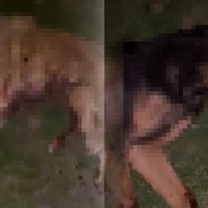 Samsun'da köpek katliamı: Çöp kutusunda bulundular! Valilikten açıklama