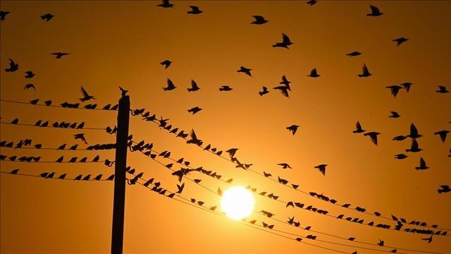 Spot piyasada elektrik fiyatları (24 Aralık 2025)