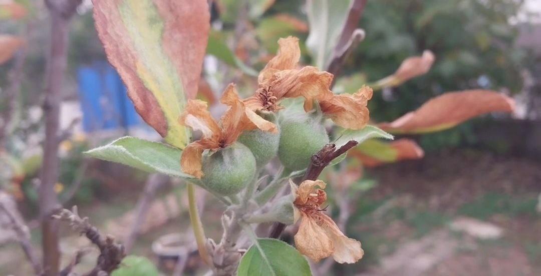 Görenler hayrete düştü: Kasımda hiç beklemiyordu 1