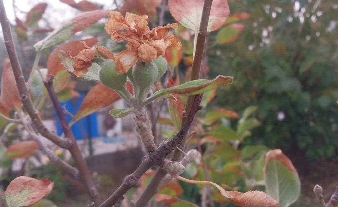 Görenler hayrete düştü: Kasımda hiç beklemiyordu 2