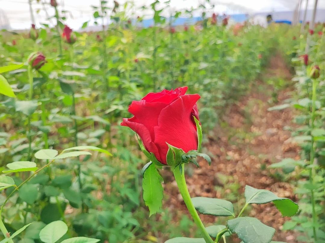 10 TL, 100 TL oluyor! Onlara göre kazanan belli 5