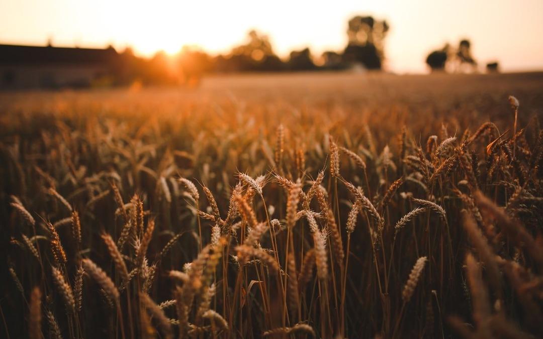 Başvurular başladı: &Ccedil;ift&ccedil;iye tam 500 bin TL faizsiz kredi verilecek! İşte tarımsal destek paketi başvuru şartları 4