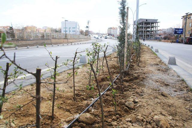 Karaman Belediyesinden peyzaj çalışması