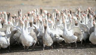 Kars'ta yılda yaklaşık 2,5 milyon kaz yetiştiriliyor