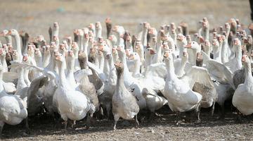 Kars'ta yılda yaklaşık 2,5 milyon kaz yetiştiriliyor