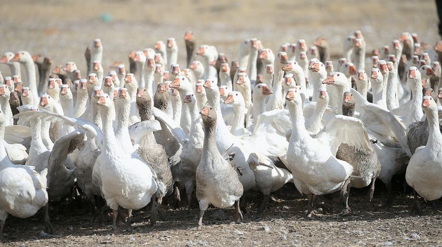Kars'ta yılda yaklaşık 2,5 milyon kaz yetiştiriliyor