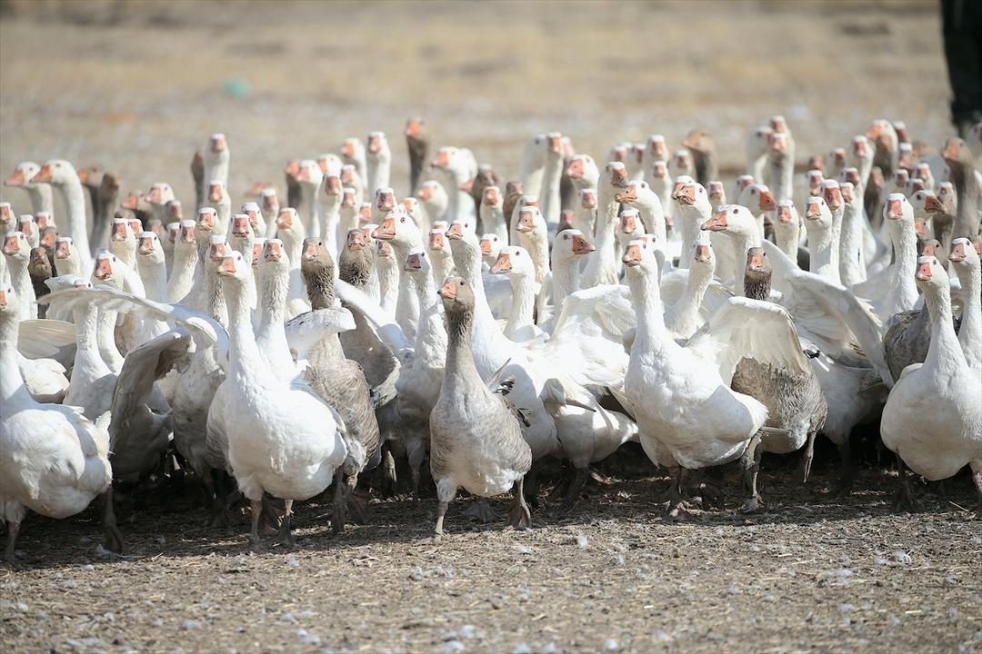 Kars ta yılda yaklaşık 2,5 milyon kaz yetiştiriliyor 1