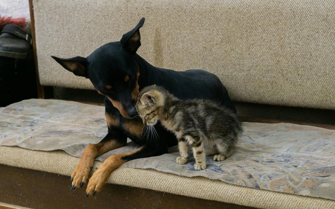 Türkiye’de beslemek yasaklanmıştı: AB kedi ve köpeklerin refahı için kural getiriyor  2