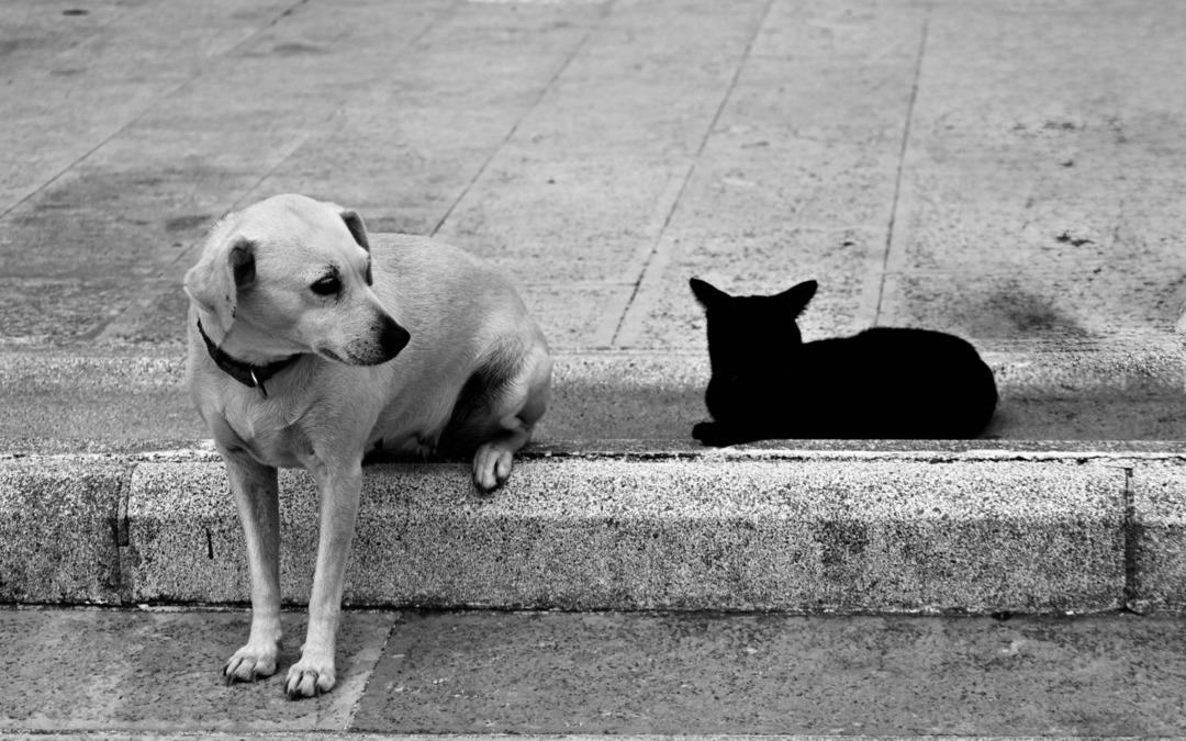 Türkiye’de beslemek yasaklanmıştı: AB kedi ve köpeklerin refahı için kural getiriyor  1