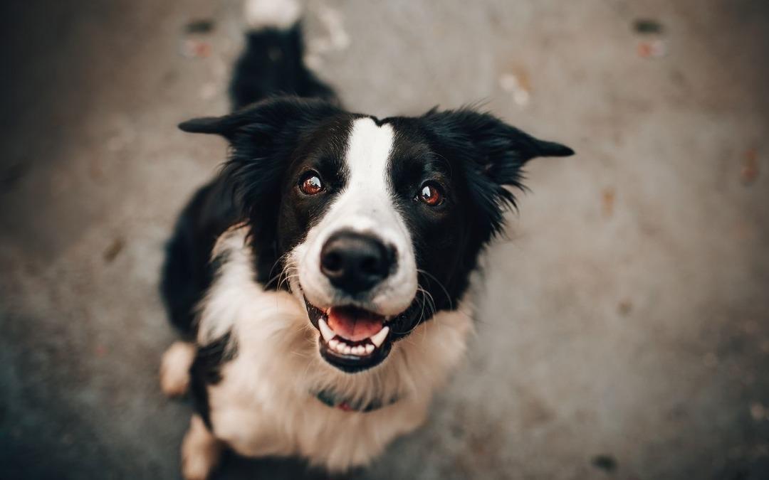 Türkiye’de beslemek yasaklanmıştı: AB kedi ve köpeklerin refahı için kural getiriyor  3