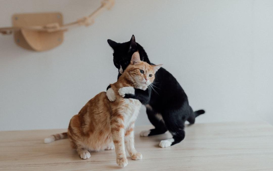 Türkiye’de beslemek yasaklanmıştı: AB kedi ve köpeklerin refahı için kural getiriyor  4