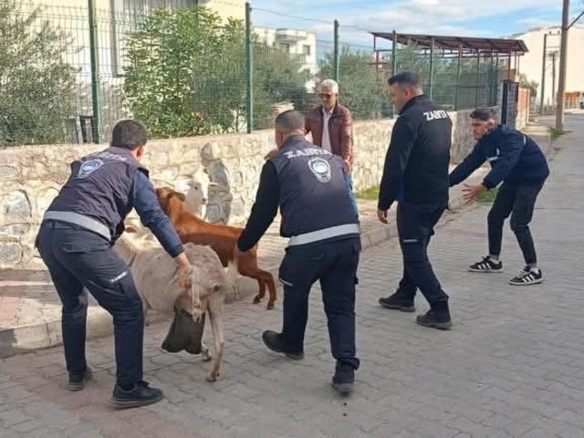 Germencik'te başıboş keçiler toplandı