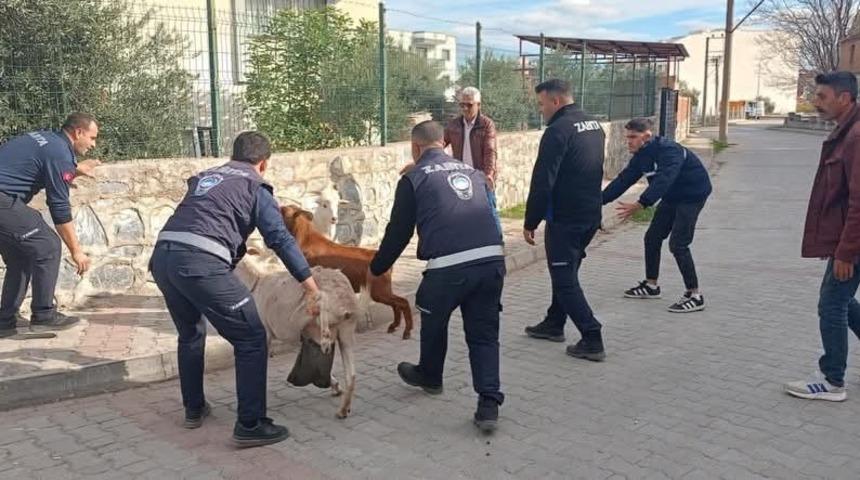 Germencik'te başıboş keçiler toplandı