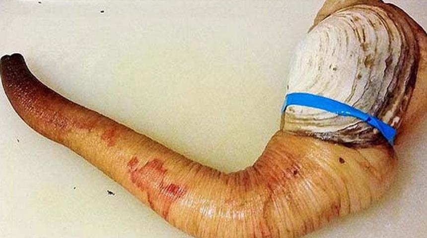 4.5 milyon dolar kazandırıyor: Dünyanın en garip deniz canlısı