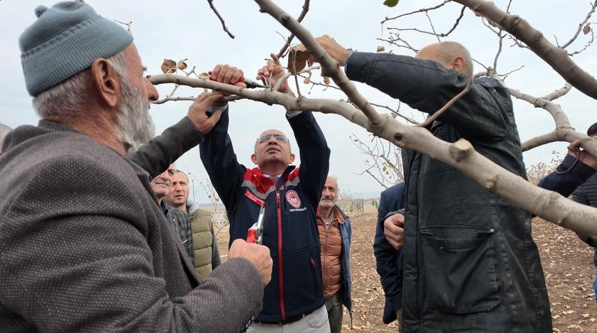 Siirt'te fıstık &uuml;reticilerine teorik ve pratik &lsquo;budama' ile &lsquo;g&uuml;breleme' eğitimi