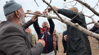 Siirt'te fıstık üreticilerine teorik ve pratik ‘budama' ile ‘gübreleme' eğitimi