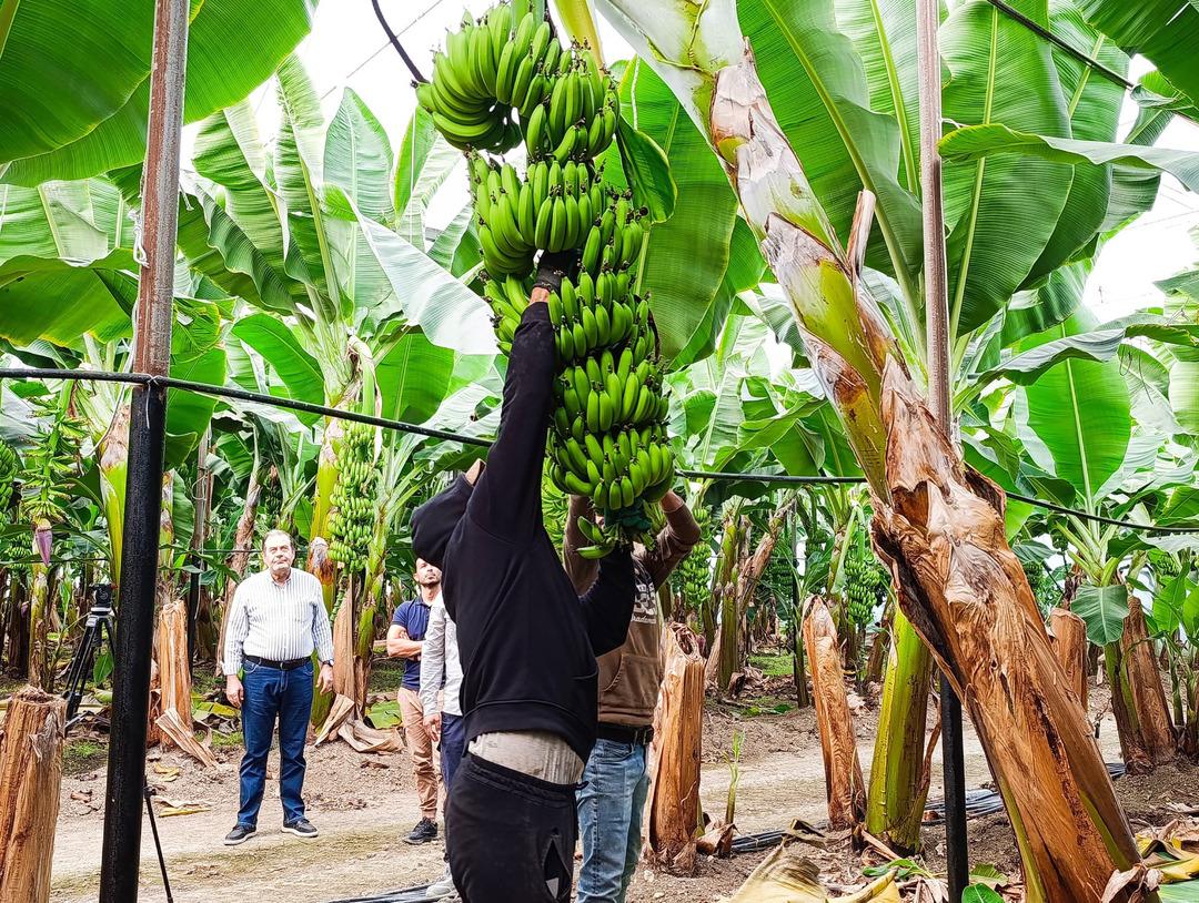 Adana da muz üretimine devlet teşviki: 7 bin 500 dekara çıktı 8