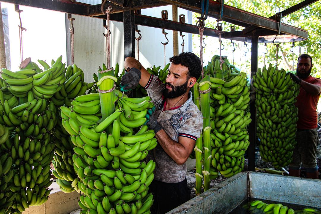 Adana da muz üretimine devlet teşviki: 7 bin 500 dekara çıktı 7